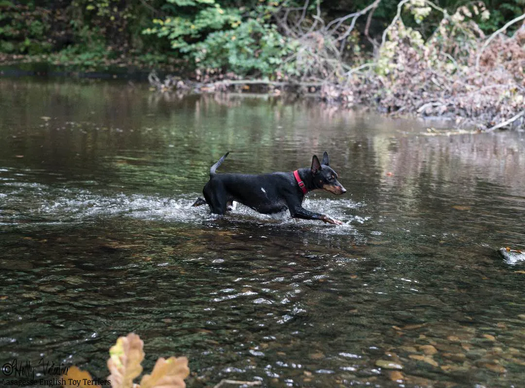 english-toy-terrier-lasagesse-esme-014 copy