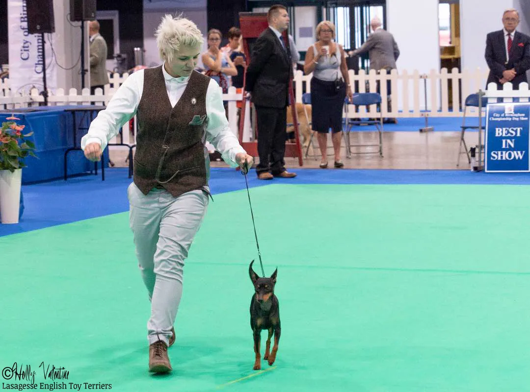 english-toy-terrier-lasagesse-ludo-show-002 copy