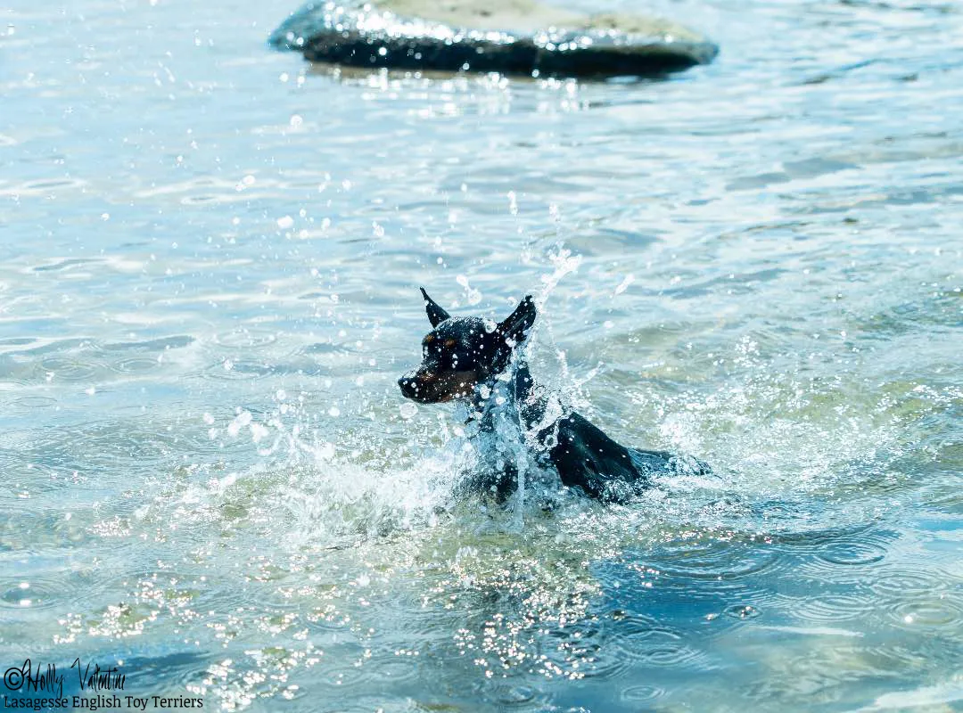 english-toy-terrier-lasagesse-ludo-003 copy
