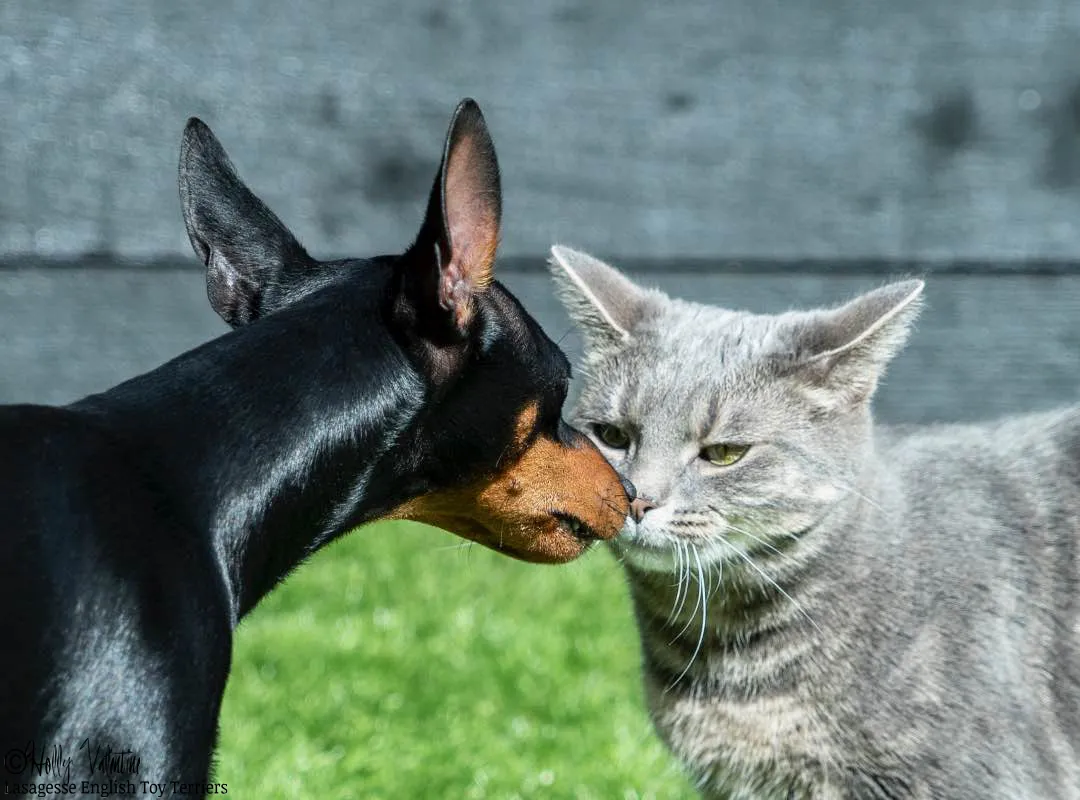 english-toy-terrier-lasagesse-ludo-033 copy