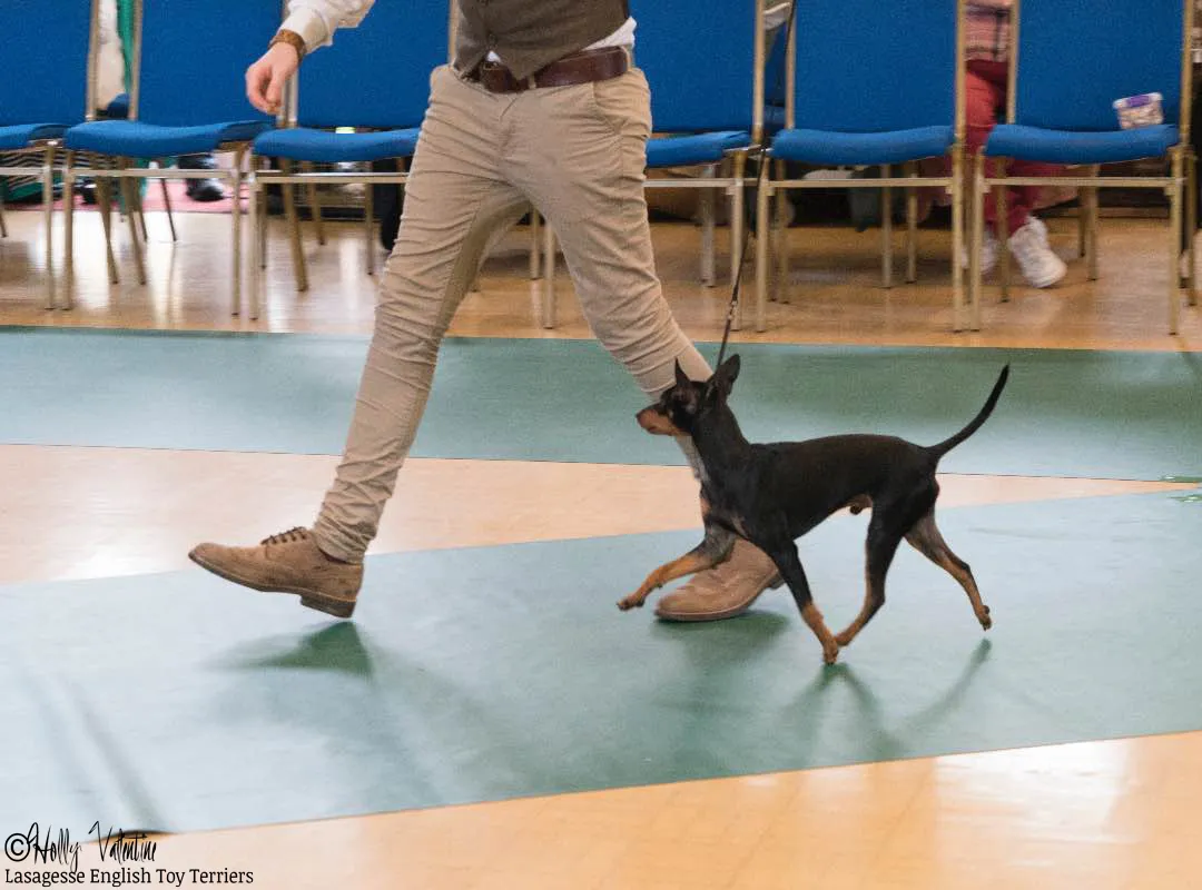 english-toy-terrier-lasagesse-ludo-show-023 copy