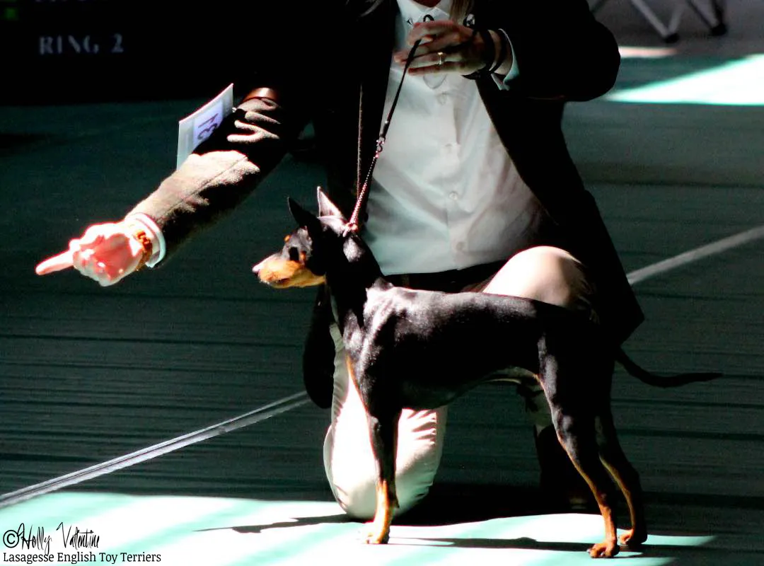 english-toy-terrier-lasagesse-ludo-show-029 copy
