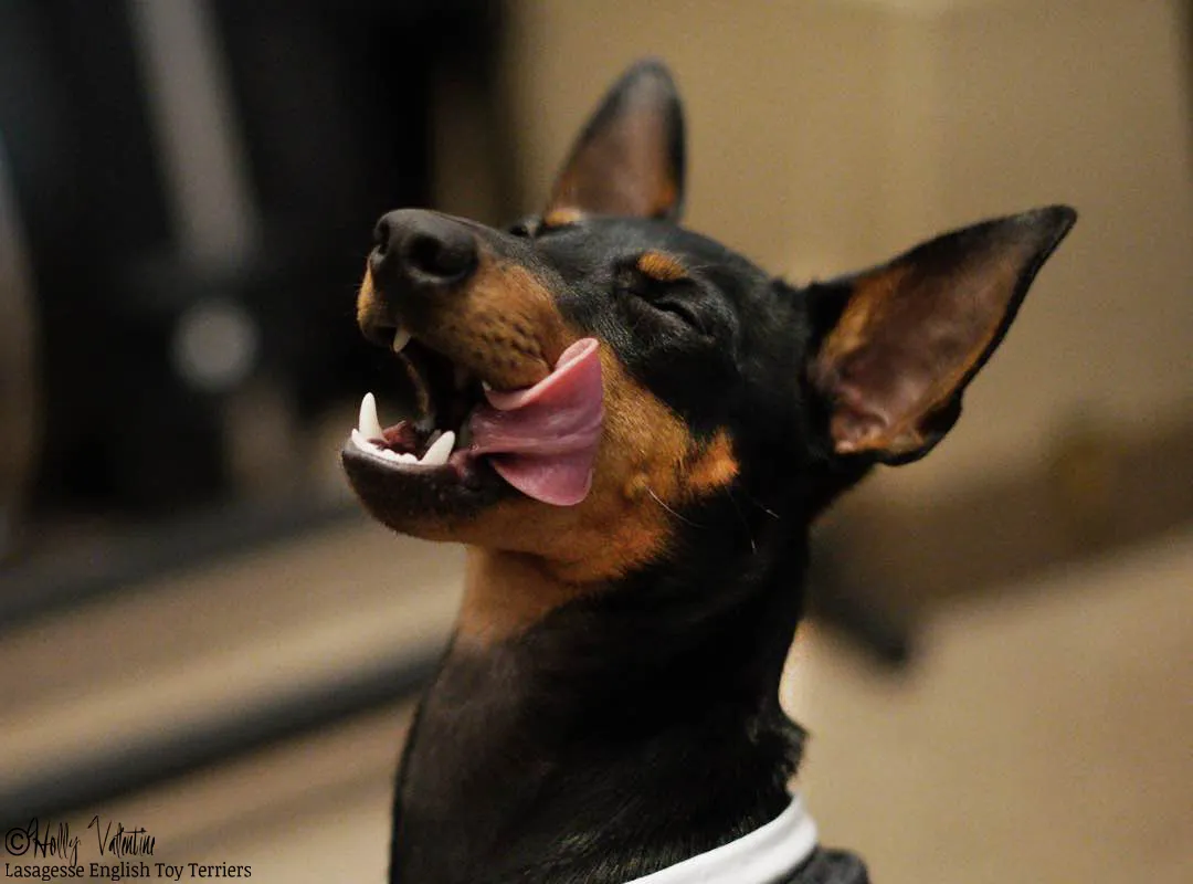 english-toy-terrier-lasagesse-ludo-022 copy