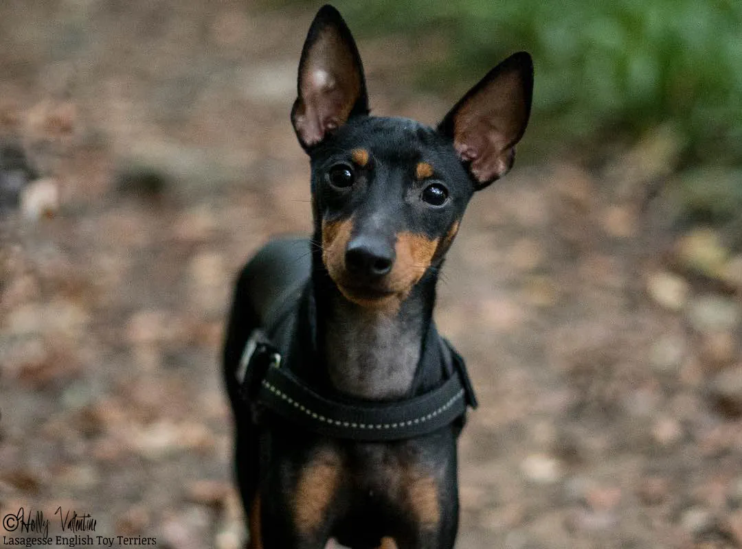 english-toy-terrier-lasagesse-ludo-004 copy