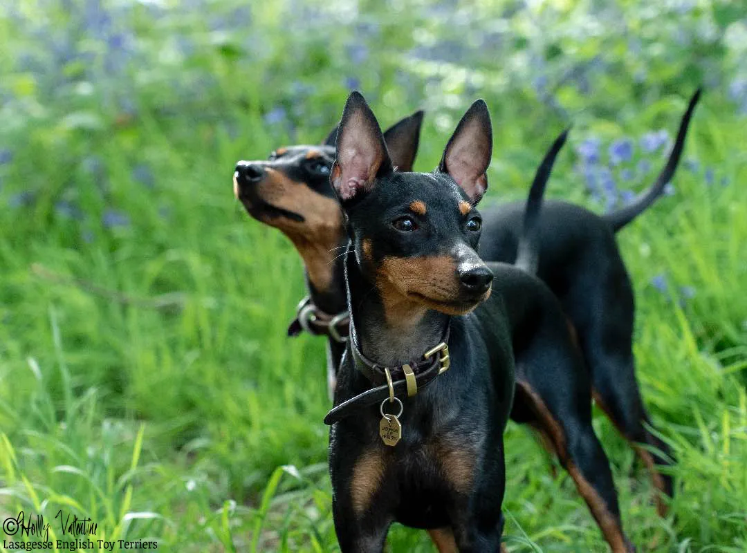 english-toy-terrier-lasagesse-ludo-048 copy