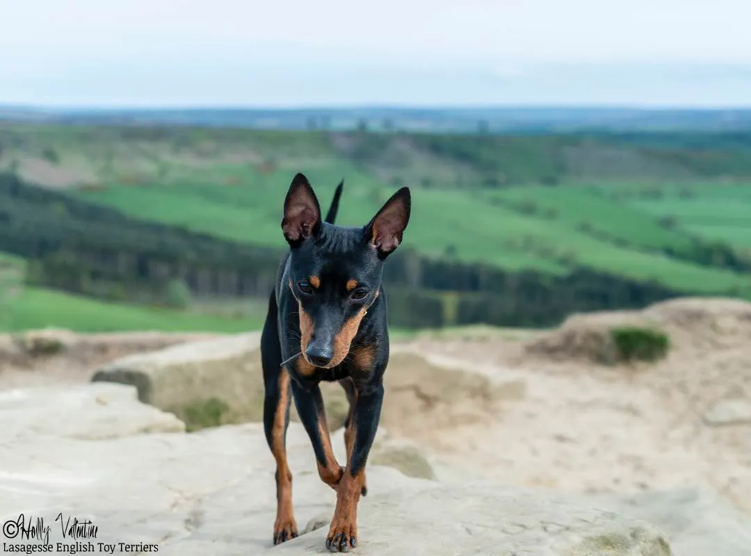 english-toy-terrier-lasagesse-ludo-047 copy