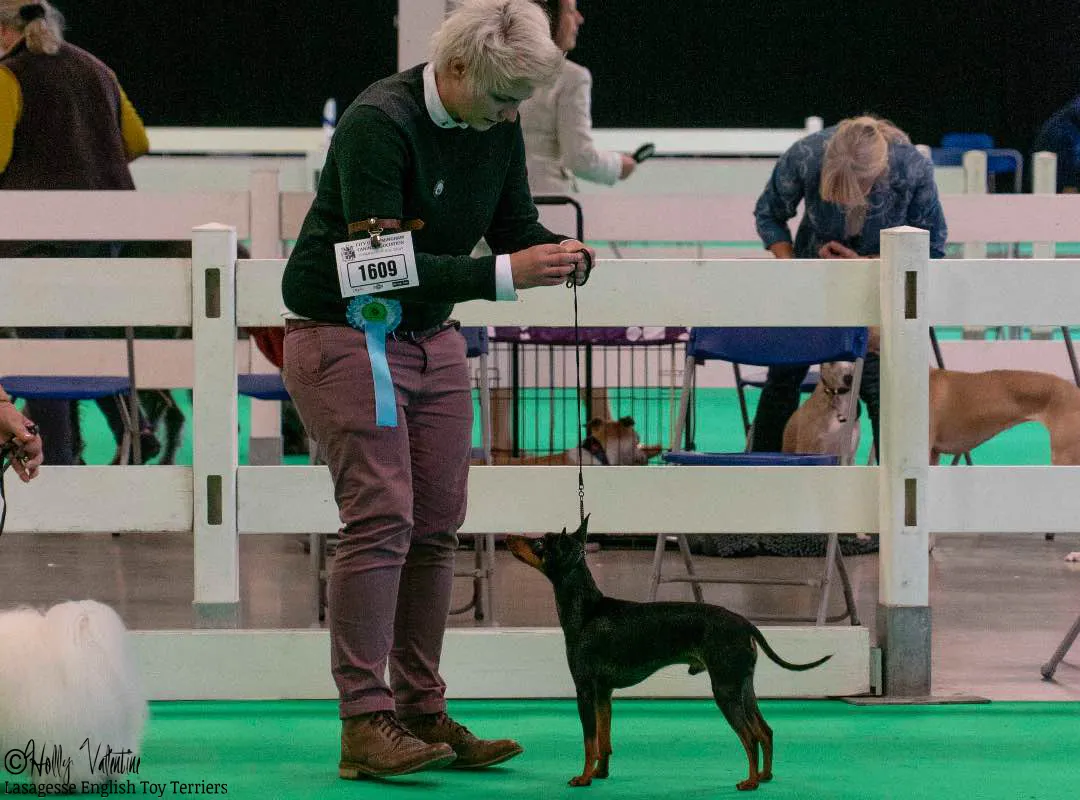english-toy-terrier-lasagesse-ludo-show-004 copy