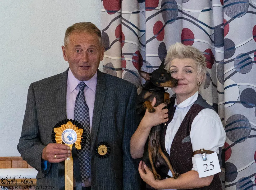 english-toy-terrier-lasagesse-ludo-show-014 copy