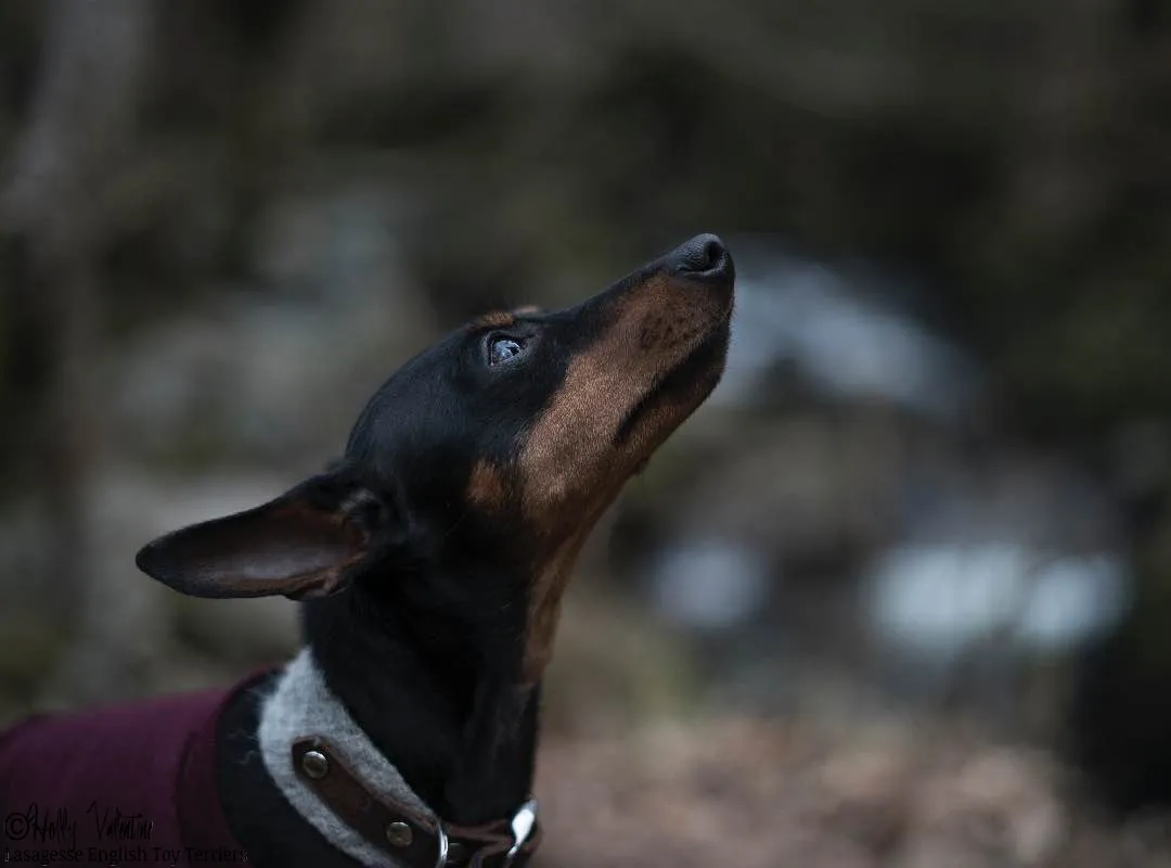 english-toy-terrier-lasagesse-ludo-020 copy