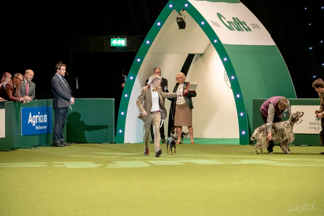 lasagesse-crufts-english-toy-terrier-2019-44