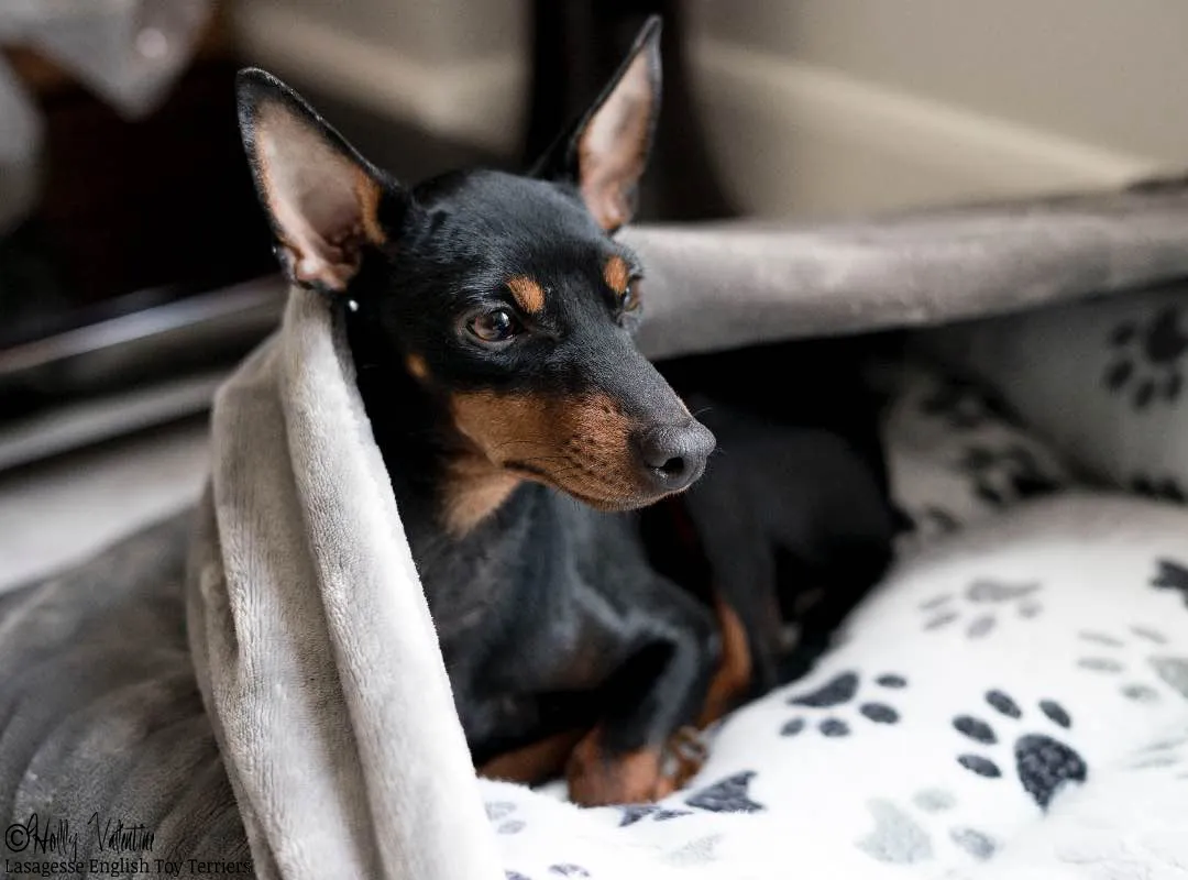english-toy-terrier-lasagesse-esme-006 copy