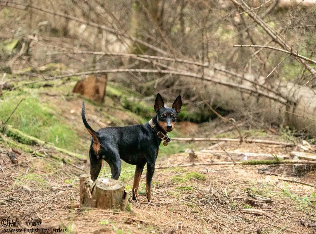 english-toy-terrier-lasagesse-ludo-013 copy
