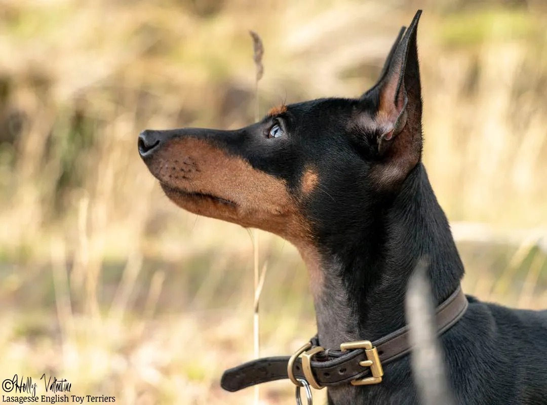 english-toy-terrier-lasagesse-ludo-037 copy