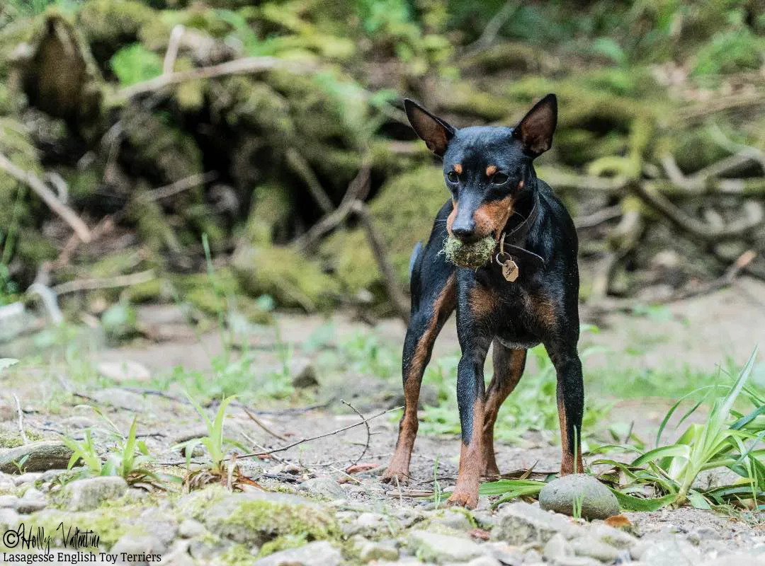 english-toy-terrier-lasagesse-ludo-046 copy