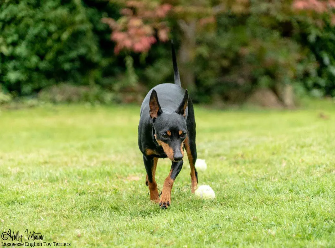 english-toy-terrier-lasagesse-ludo-021 copy