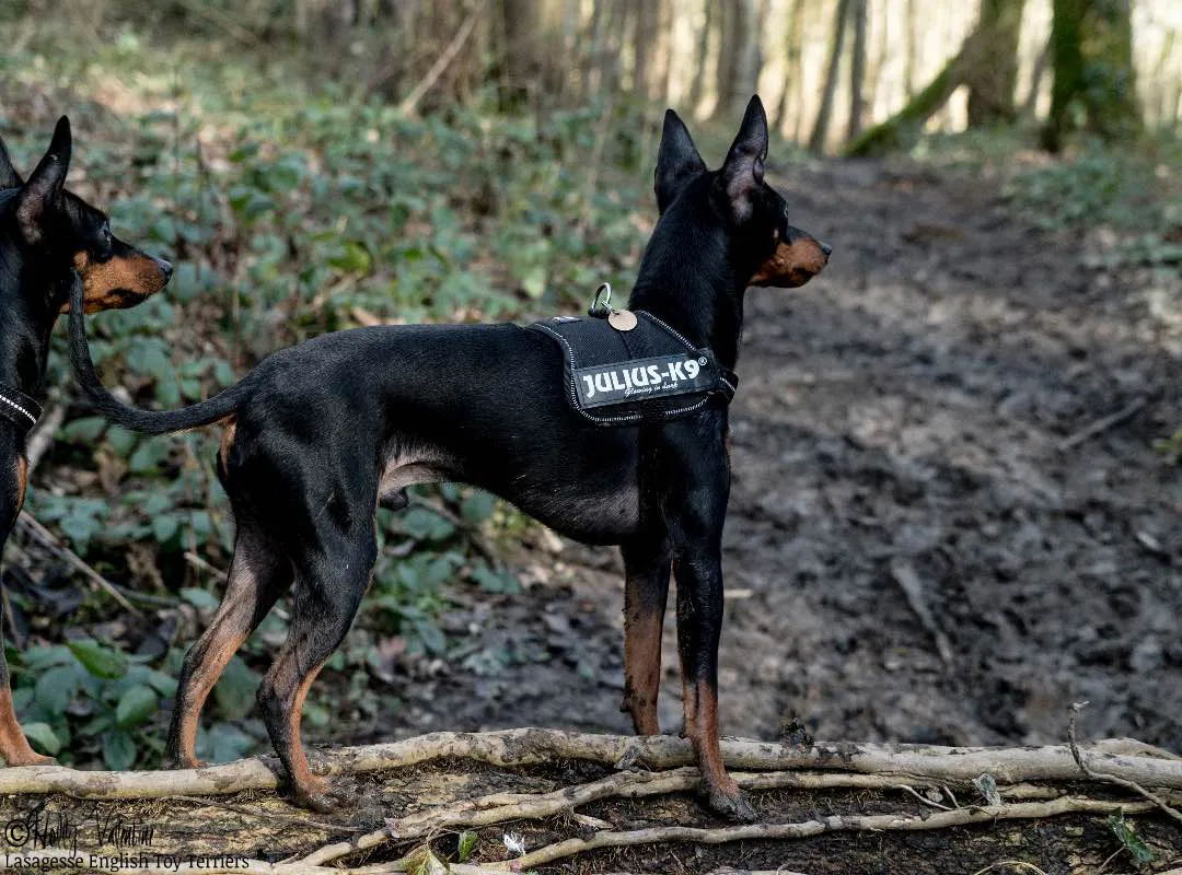 english-toy-terrier-lasagesse-ludo-016 copy