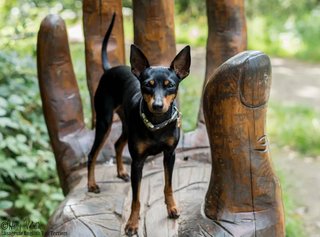 english-toy-terrier-lasagesse-ludo-032 copy