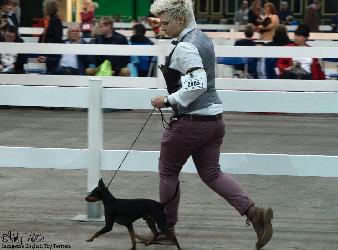english-toy-terrier-lasagesse-ludo-show-007 copy