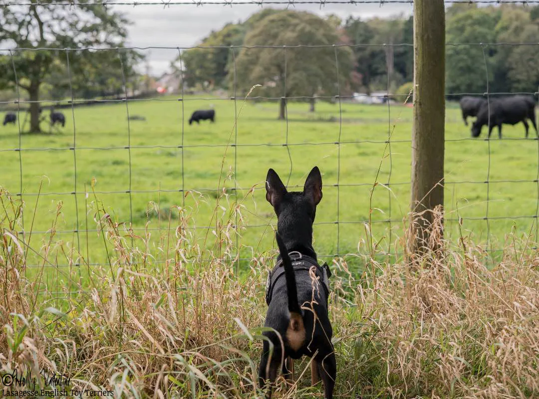 english-toy-terrier-lasagesse-ludo-005 copy