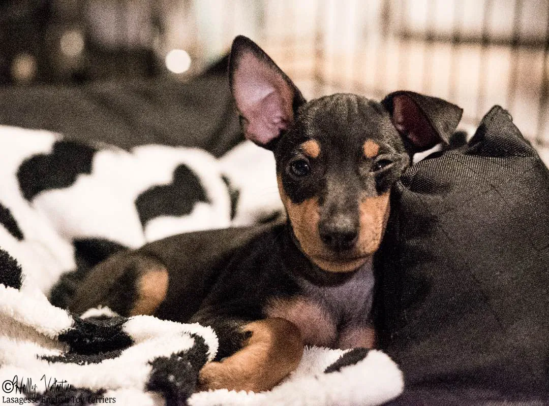 english-toy-terrier-lasagesse-ludo-029 copy