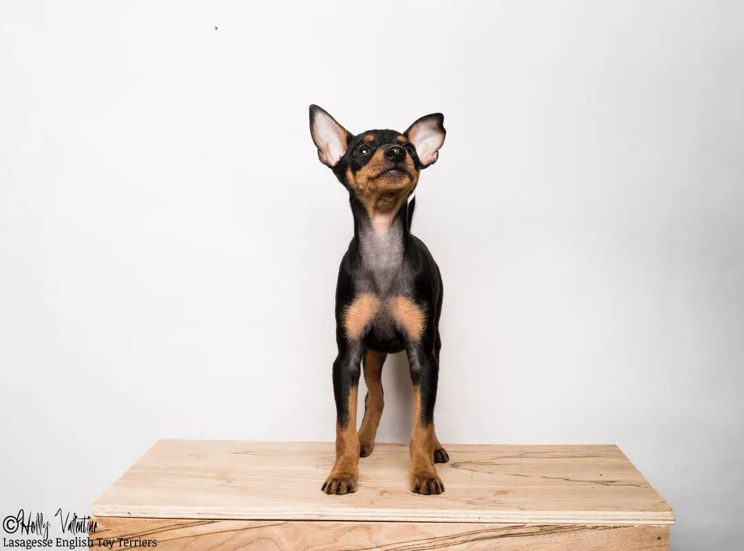english-toy-terrier-lasagesse-ludo-043 copy