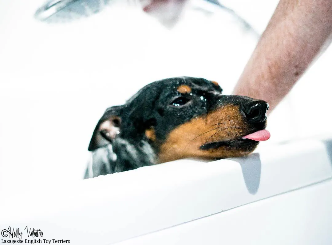 english-toy-terrier-lasagesse-ludo-007 copy
