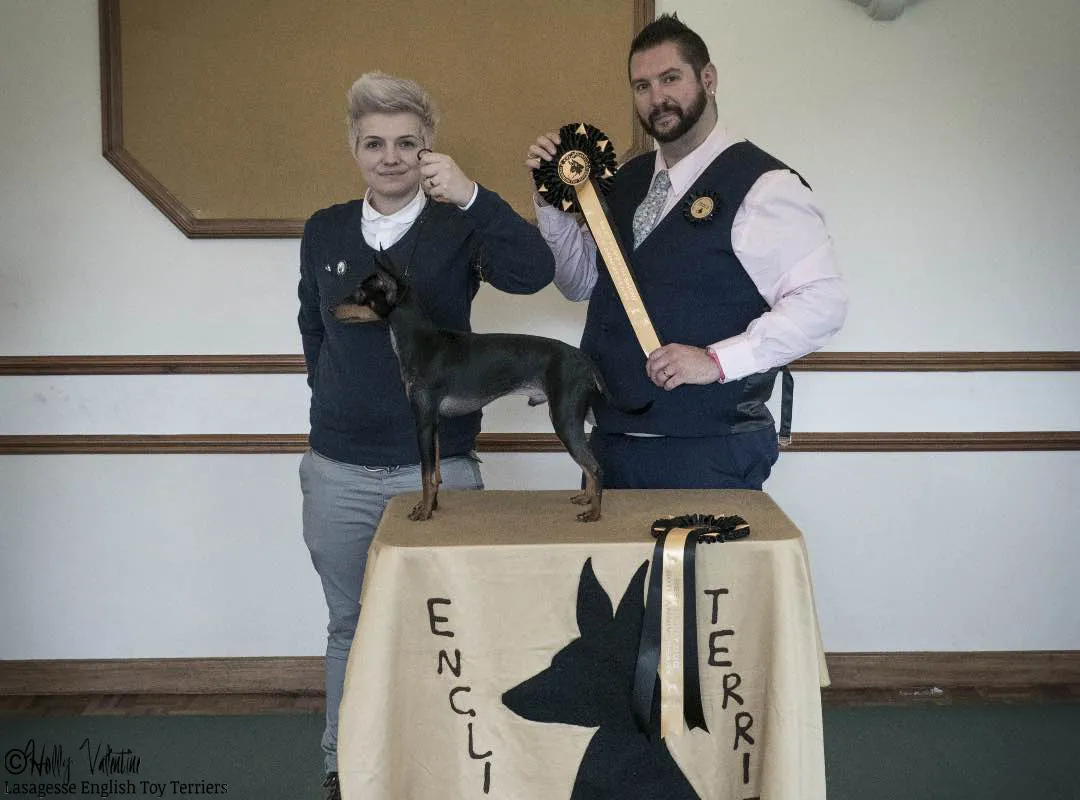 english-toy-terrier-lasagesse-ludo-show-019 copy