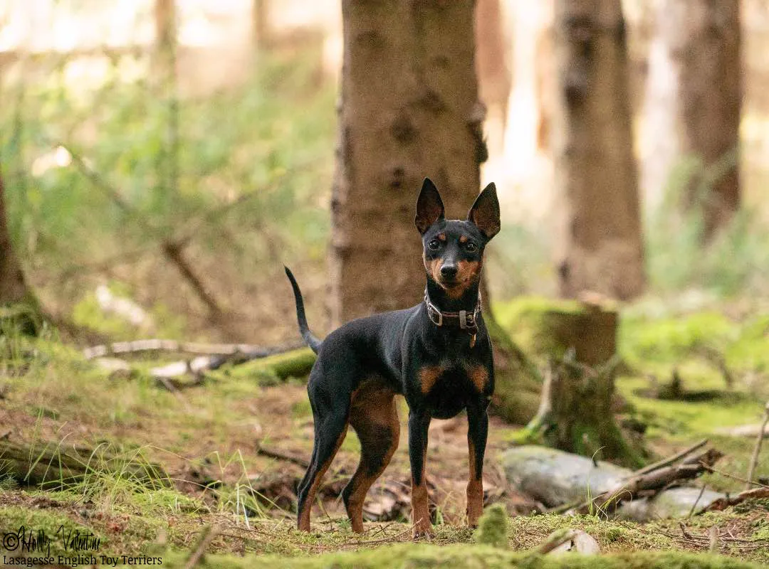english-toy-terrier-lasagesse-ludo-015 copy