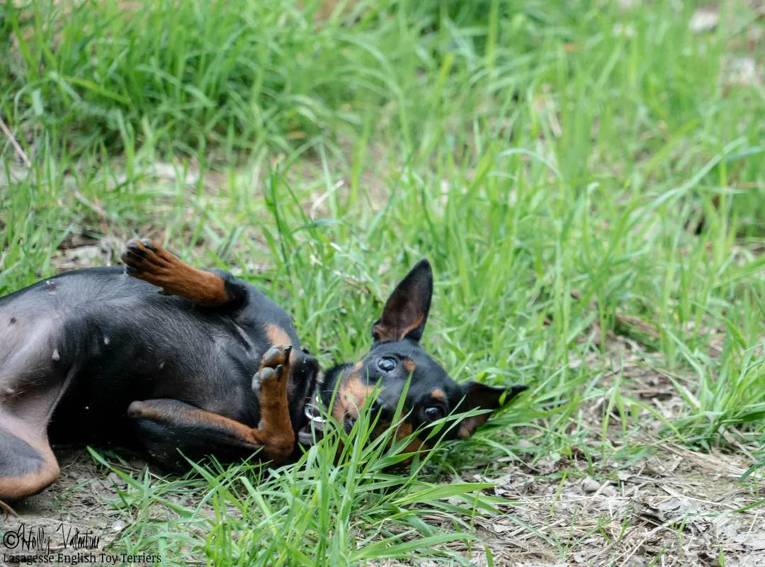 english-toy-terrier-lasagesse-ludo-027 copy