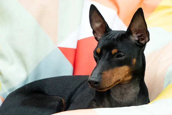 profile-english-toy-terrier-lasagesse-ludo1