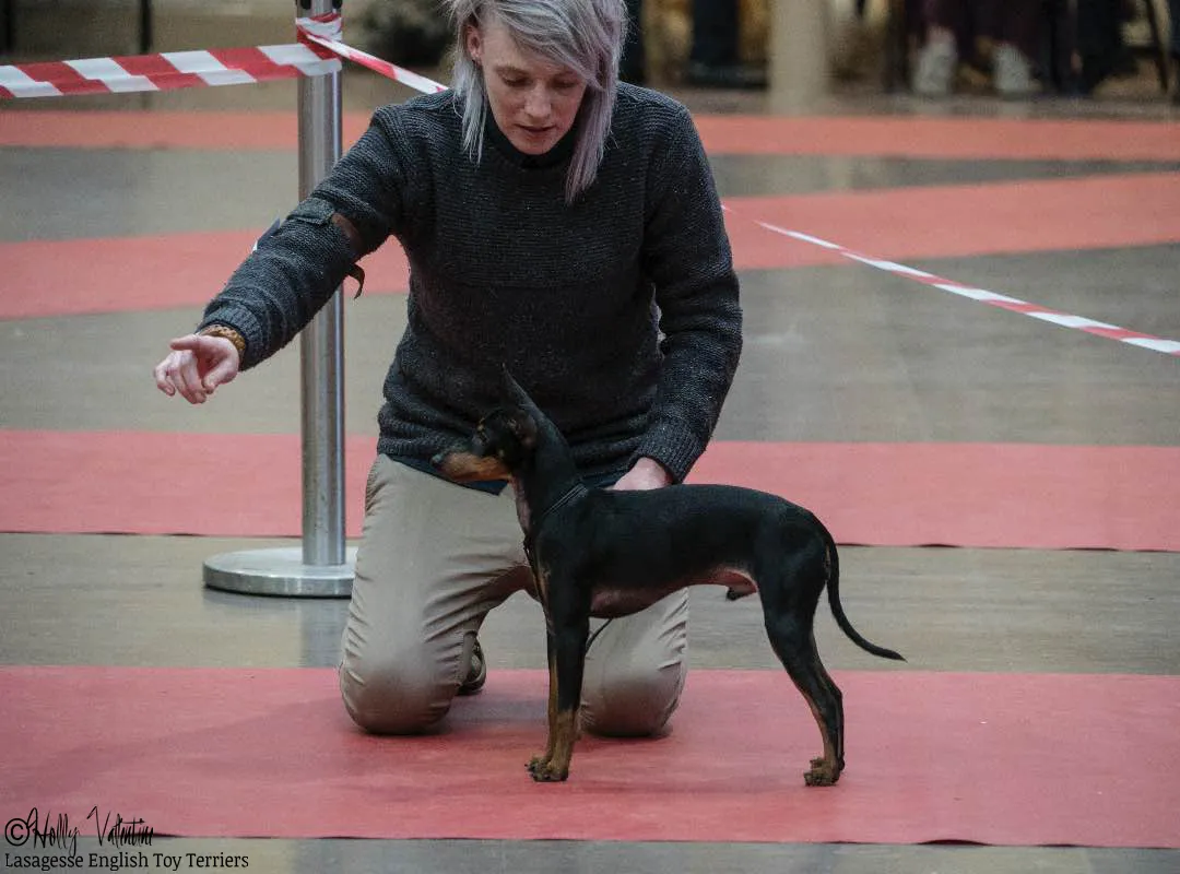 english-toy-terrier-lasagesse-ludo-027 copy