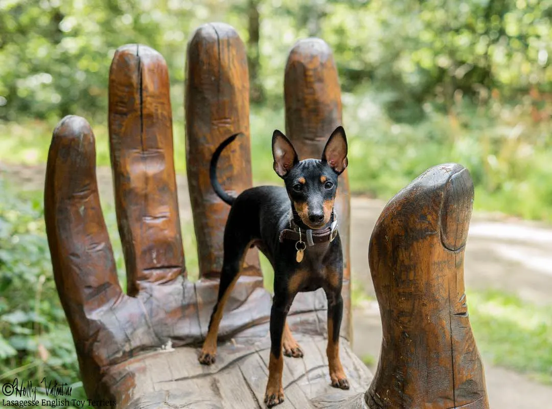 english-toy-terrier-lasagesse-ludo-054 copy