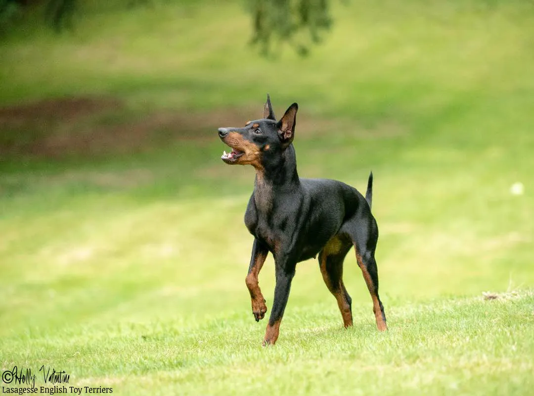 english-toy-terrier-lasagesse-esme-008 copy