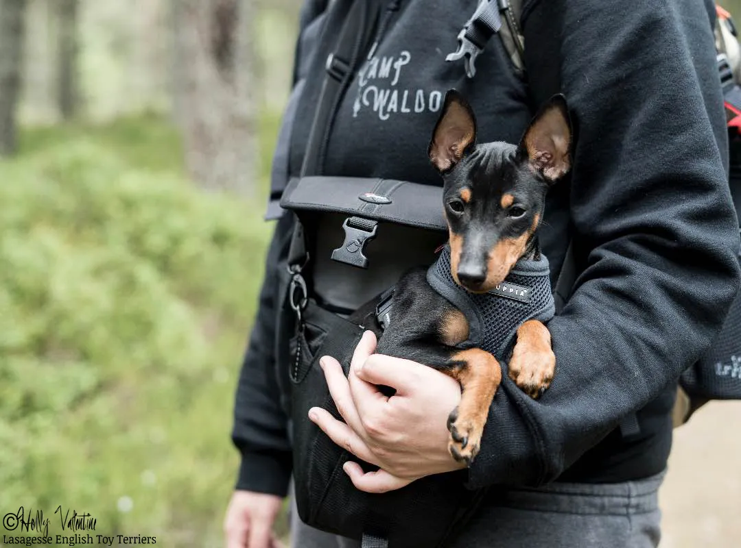 english-toy-terrier-lasagesse-ludo-023 copy