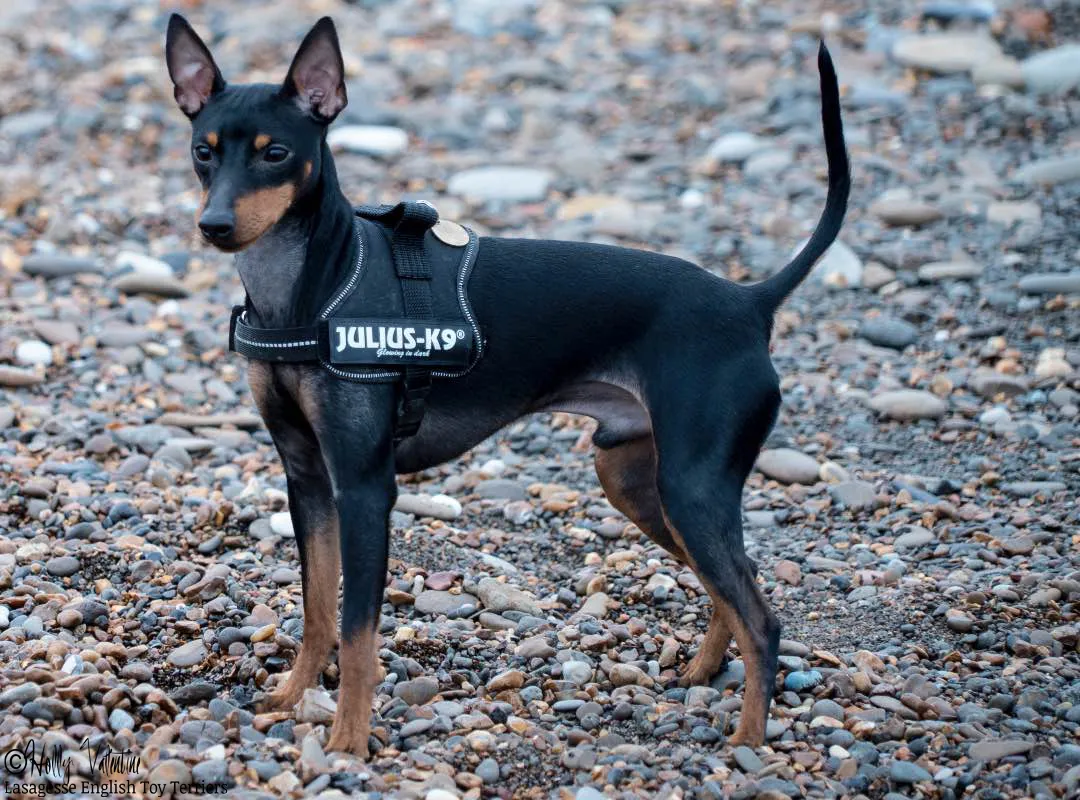 english-toy-terrier-lasagesse-ludo-010 copy