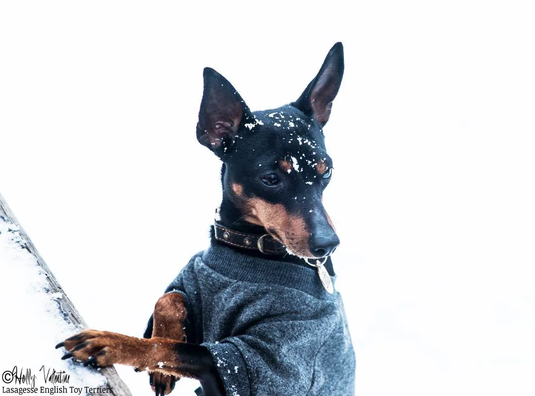 english-toy-terrier-lasagesse-ludo-006 copy