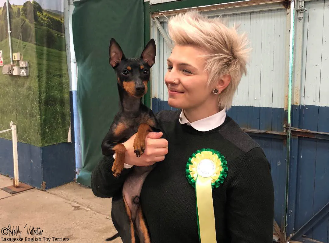 english-toy-terrier-lasagesse-ludo-show-028 copy
