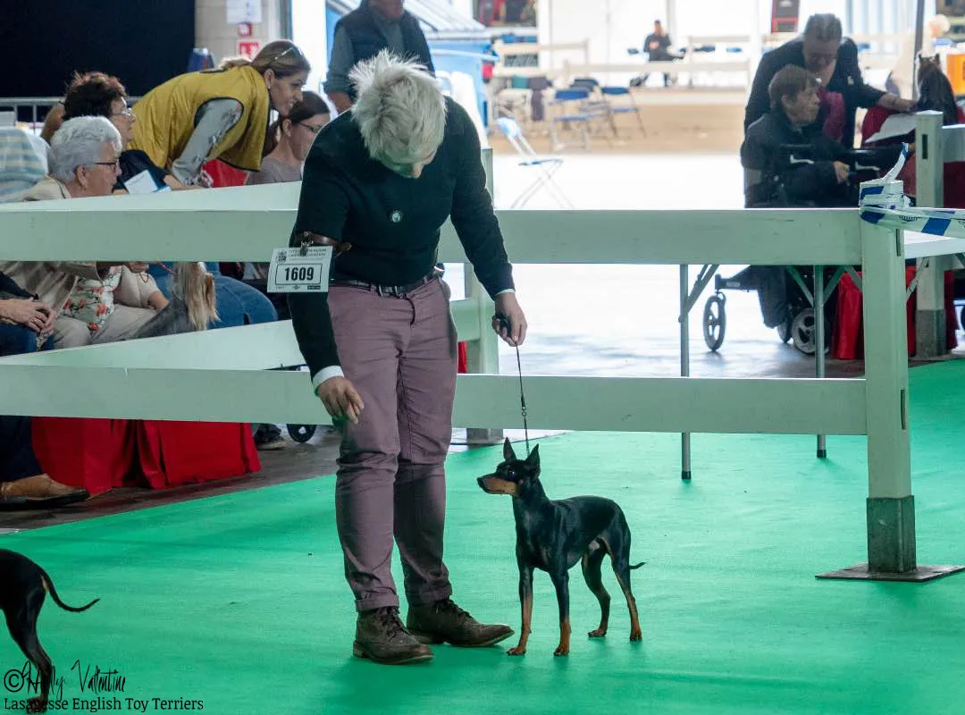 english-toy-terrier-lasagesse-ludo-show-001 copy