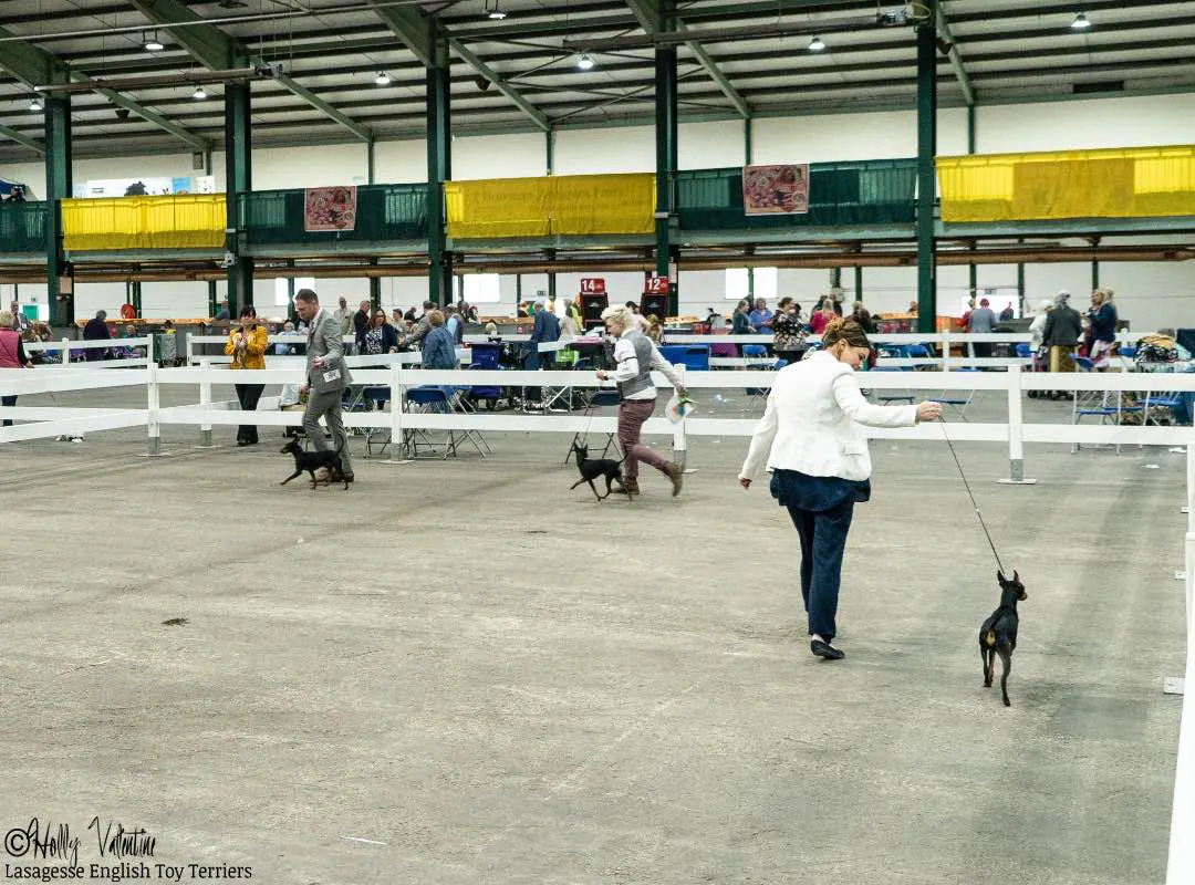english-toy-terrier-lasagesse-ludo-show-009 copy