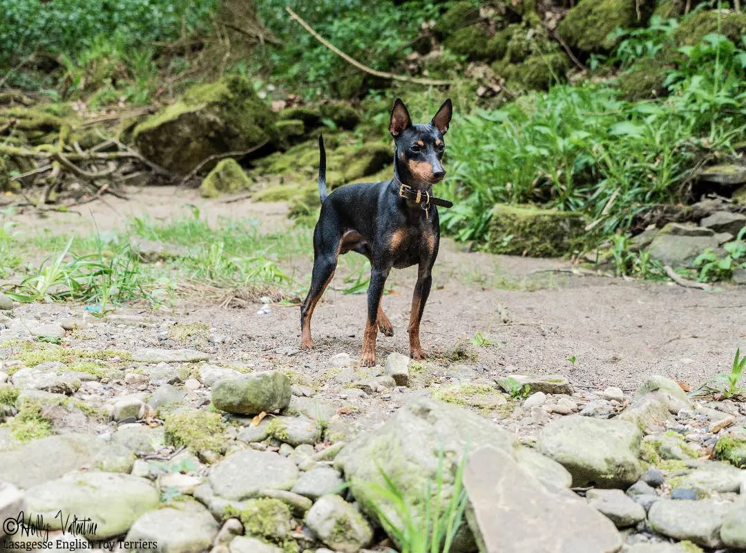 english-toy-terrier-lasagesse-ludo-044 copy