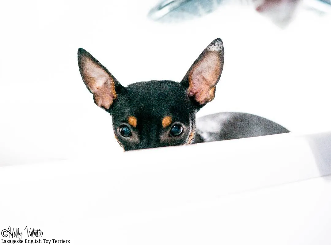 english-toy-terrier-lasagesse-ludo-006 copy