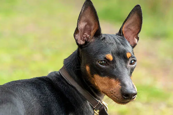 profile-english-toy-terrier-lasagesse-ludo2