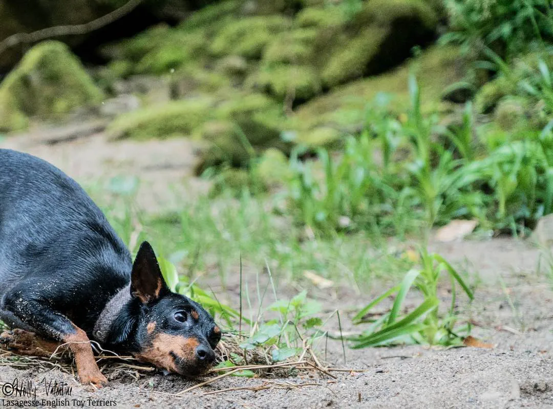 english-toy-terrier-lasagesse-ludo-024 copy