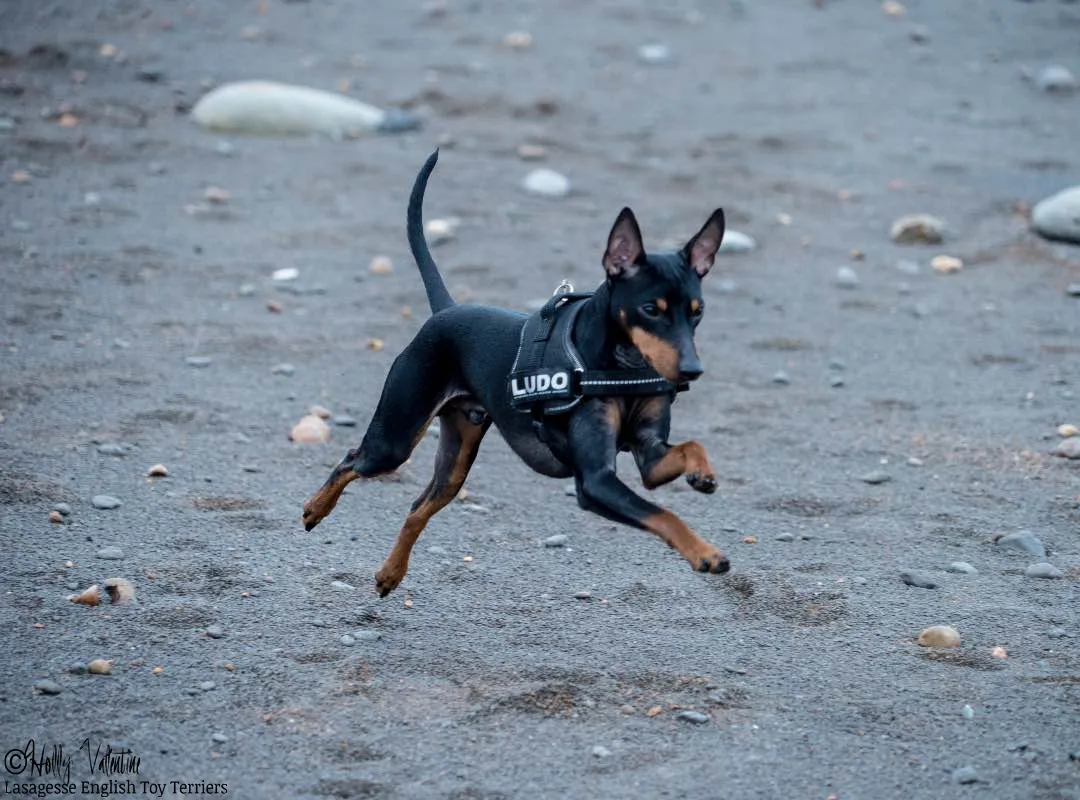english-toy-terrier-lasagesse-ludo-008 copy