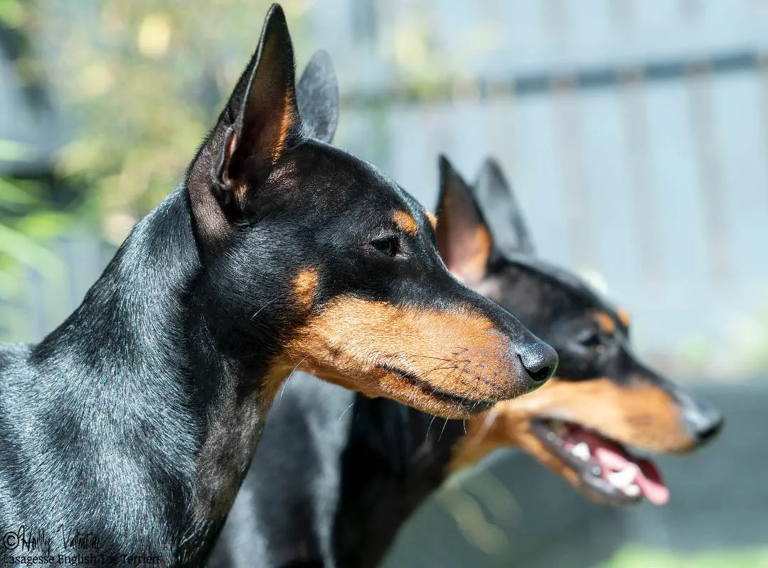 english-toy-terrier-lasagesse-ludo-032 copy
