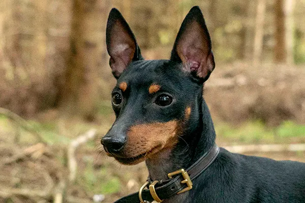profile-english-toy-terrier-lasagesse-ludo