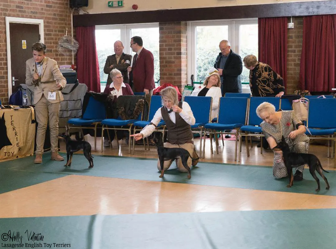 english-toy-terrier-lasagesse-ludo-show-024 copy