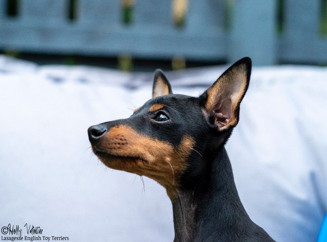 english-toy-terrier-lasagesse-alice-001 copy