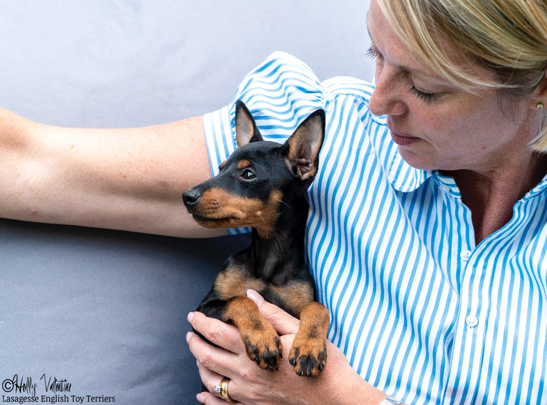 english-toy-terrier-lasagesse-alice-002 copy