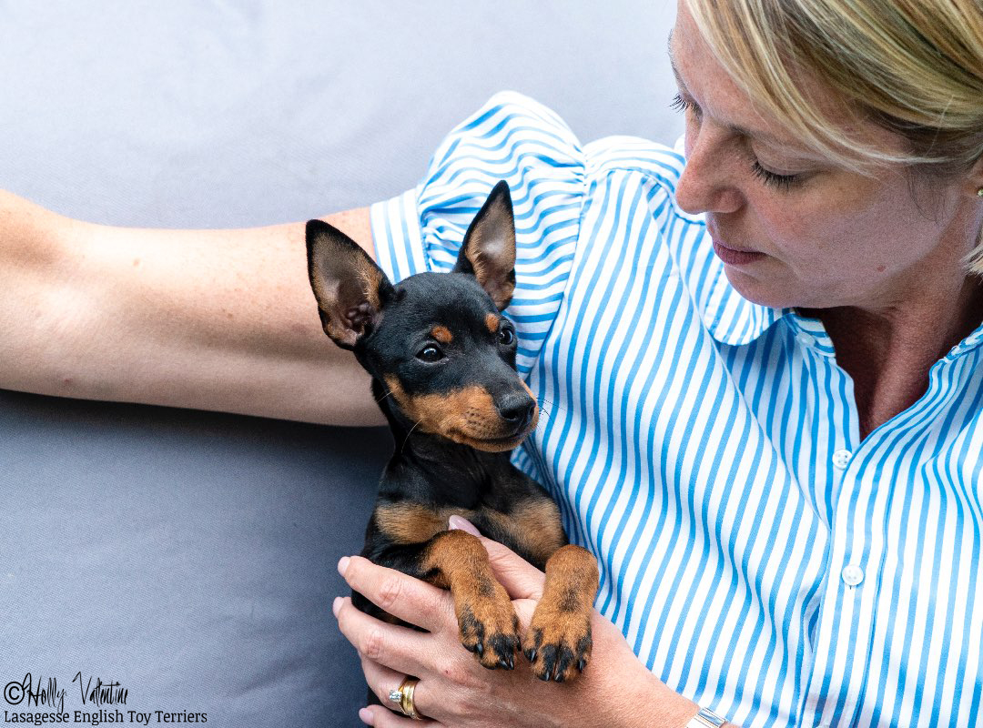 english-toy-terrier-lasagesse-alice-003 copy